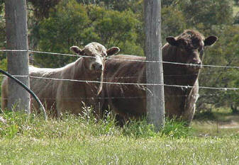 Corey and Milo in Australia