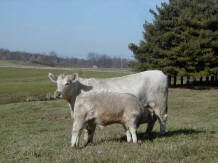 Spectrum Farm Murray Grey Beef Cattle