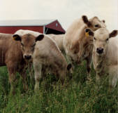 Spectrum Farm Murray Grey Calves