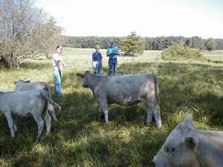 Cattle evaluation group at Spectrum Farm