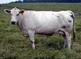 Spectrum Farm -- Murray Grey Cow