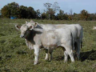 Spectrum Farm -- Murray Grey Beef Cattle