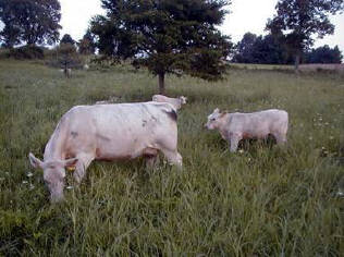 Spectrum Farm -- Murray Grey Beef Cattle