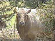 Spectrum Cinnamon Bear