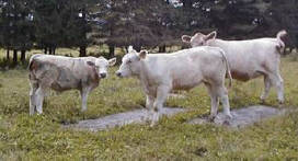 A few Spectrum Farm calves in 2003