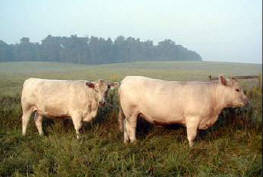 A few Spectrum Farm yearling females in 2003